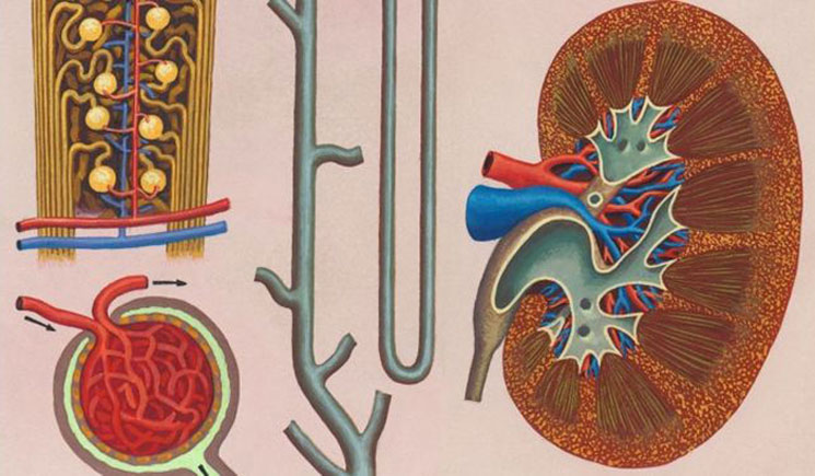 বাংলাদেশে যেভাবে ক্লিনিক্যালি ডেড রোগীর কিডনি প্রতিস্থাপন হবে