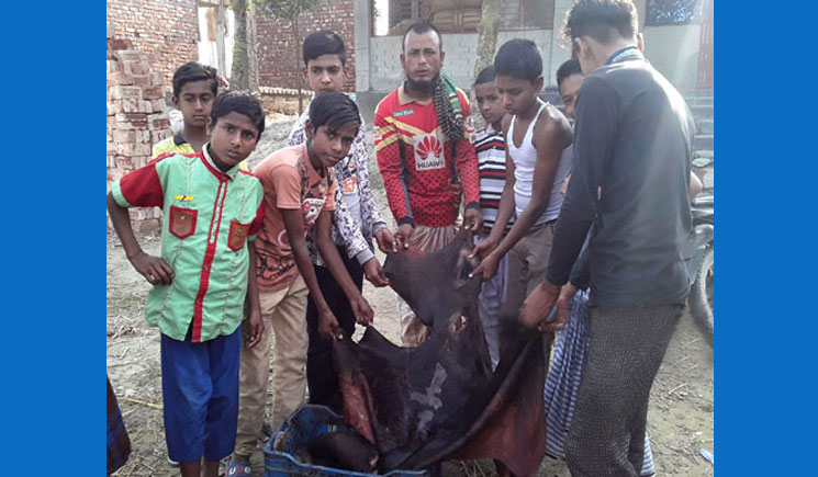 চুরি হওয়া গরুর সন্ধান দিল কুকুর!