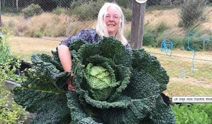 মানুষের সমান বাঁধাকপি