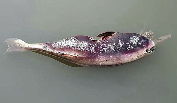 হালদায় ভেসে উঠল মরা ডলফিন