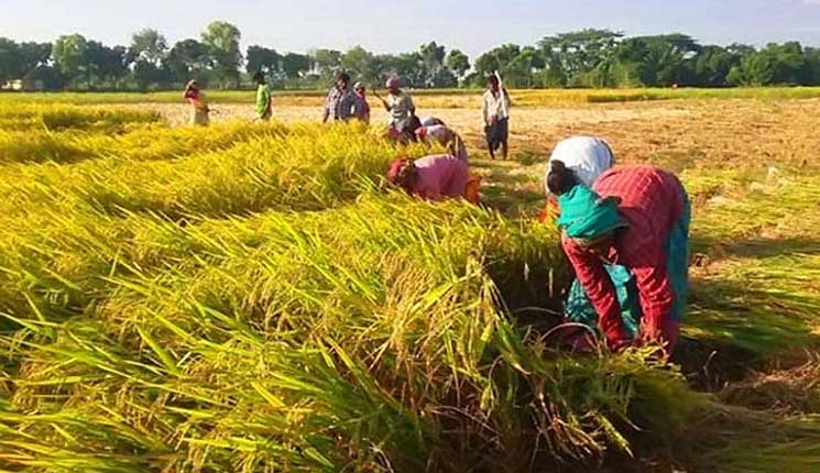 ভর্তুকির সব টাকা পায় না কৃষক