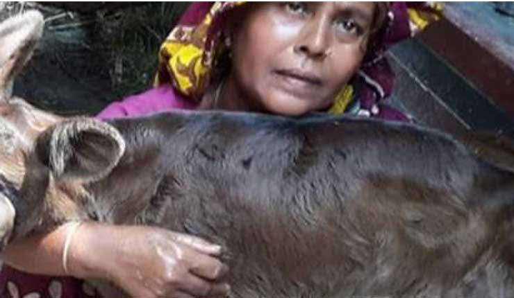 অর্ধেক মাথা নিয়ে জন্ম নিলো বাছুরটি
