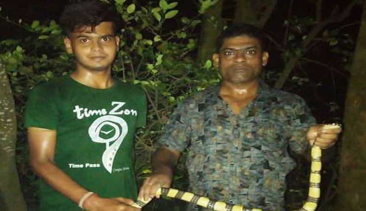 ১সপ্তাহের ব্যবধানে ধরা পড়লে তিনটি শঙ্খিনী সাপ , আতঙ্ক এলাকা জুড়ে