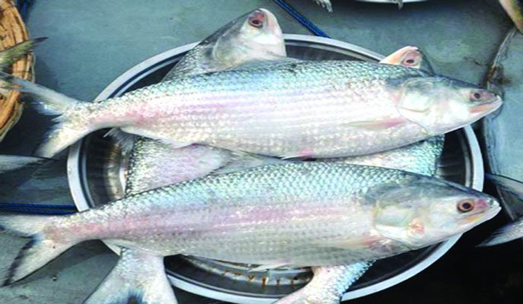 ভরা মৌসুমেও ইলিশের আকাল