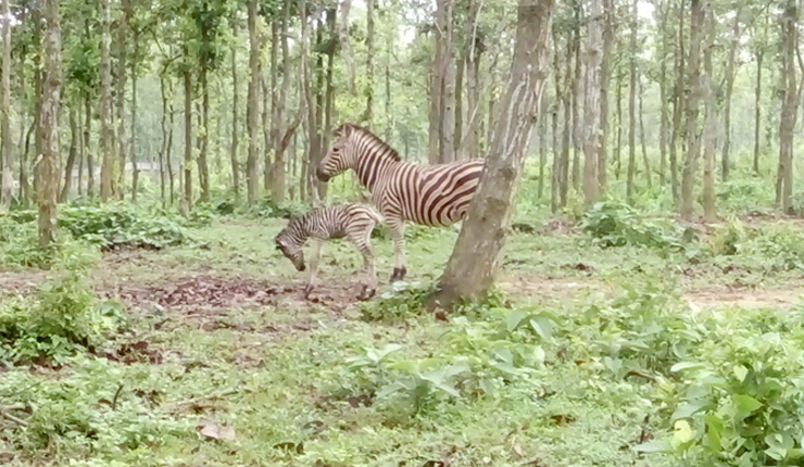 জেব্রা পরিবারে আবারও নতুন অতিথি