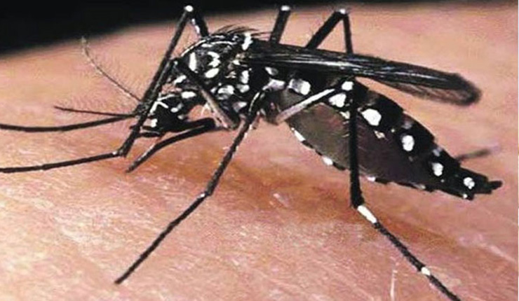 বাড়ছে ডেঙ্গু প্রকোপ: প্রতিদিন আক্রান্ত ৭ জন