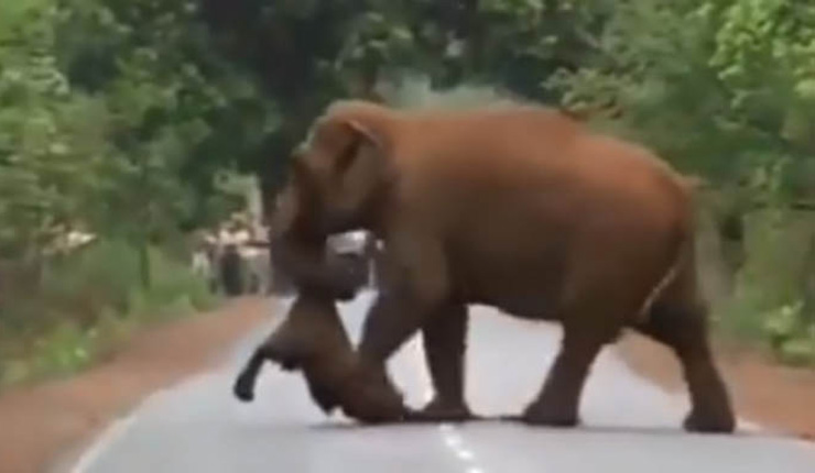 সন্তানের শবদেহ নিয়ে অশ্রুসজল হাতি মাতার শোক