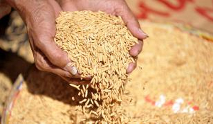 আরও আড়াই লাখ টন ধান কিনবে সরকার