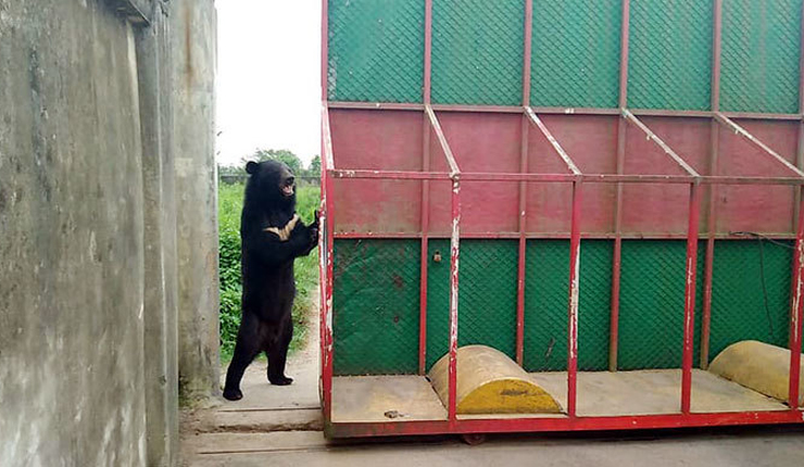 গেট খুলে স্বাগত জানায় ভাল্লুক