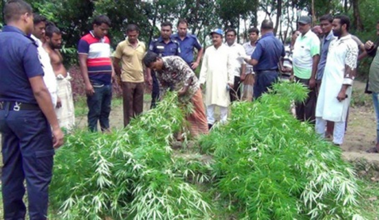 সবজি বাগানে গাঁজা চাষ