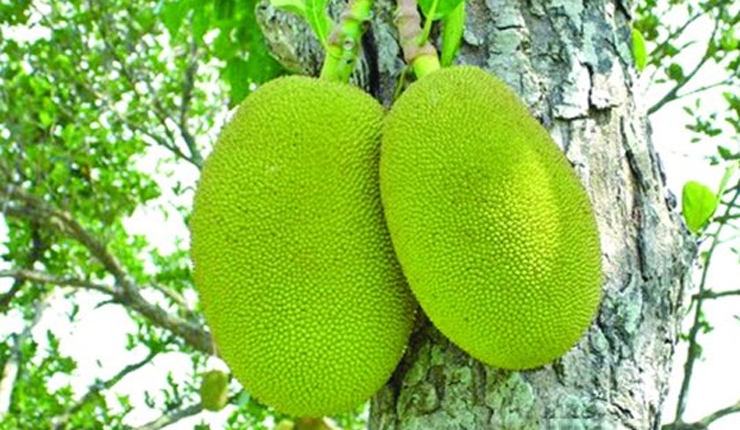 হার্ট অ্যাটাকের ঝুঁকি কমায় কাঁঠাল