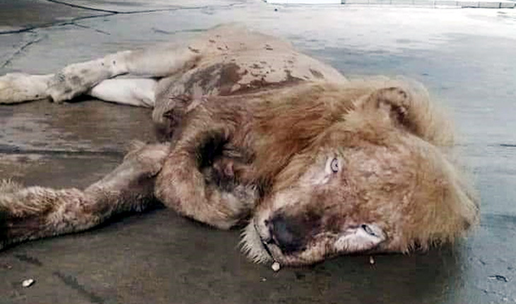 মাত্র ৩ বছর বয়সেই মরতে বসেছে হীরা