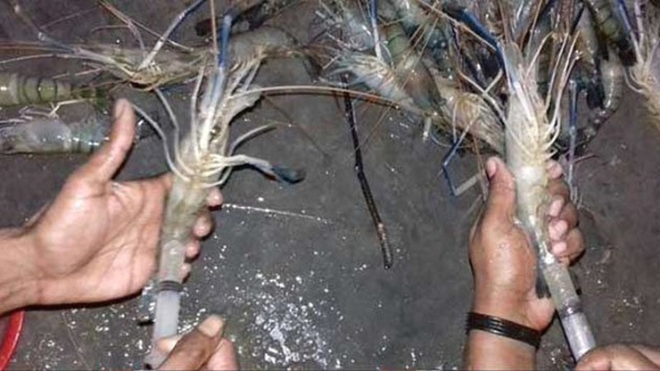 চিংড়িতে বিষাক্ত জেলি, এ যেন টাকা দিয়ে মৃত্যু কেনা!