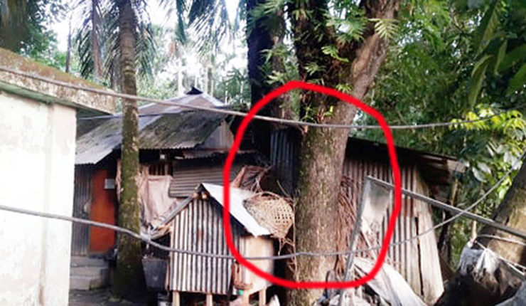 একটি রেইনট্রি গাছের দাম ৬ লাখ ৯০ হাজার টাকা