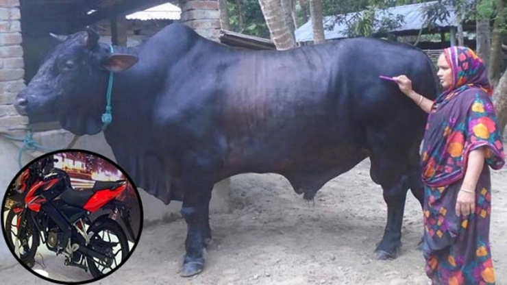 গরু কিনলে ‘পালসার’ ফ্রি