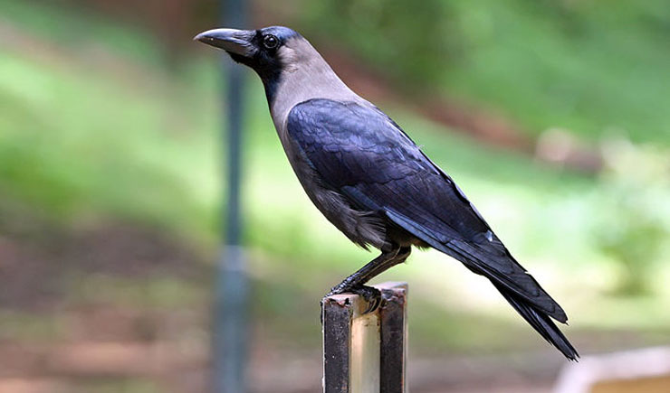 কাক কিন্তু যেনতেন পাখি নয়