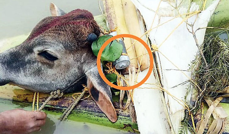 ভারতীয় গরুর গলায় বোমা বেঁধে পাচার করছে বাংলাদেশে