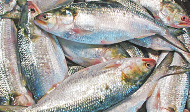 ইলিশ নিয়ে দুশ্চিন্তায় জেলেরা