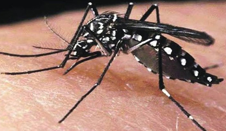 ডেঙ্গু আতঙ্কে খোদ চিকিৎসকরা