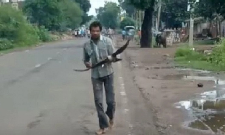 তিন বছর ধরে যুবককে তাড়া করছে কাক! (ভিডিও)