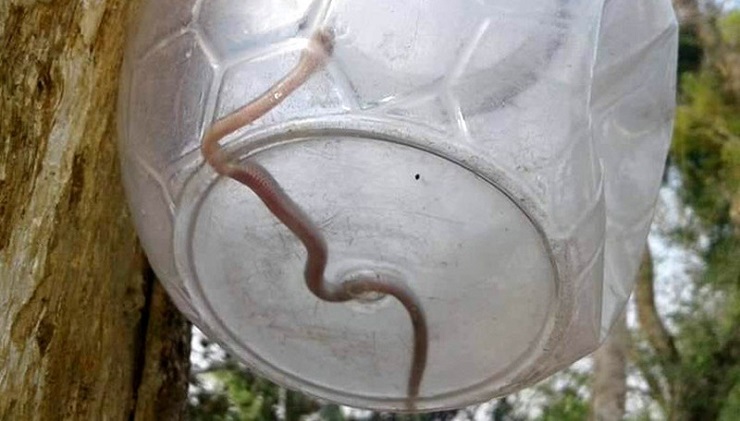 পেটে জ্যান্ত সাপ, যা বললেন সেই গৃহবধূ