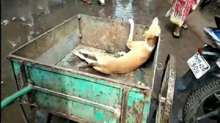 গাড়ির ধাক্কায় আহত কুকুর, ক্লাস রেখে ছাত্ররা হাসপাতালে