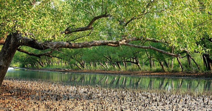সুন্দরবন বাঁচাতে পুকুর খননের সিদ্ধান্ত
