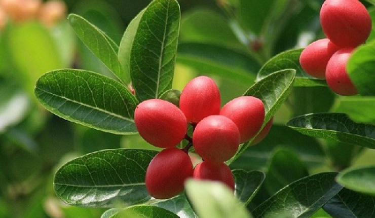 নানান রোগের ঝুঁকি কমায় আকর্ষণীয় এই ফলটি