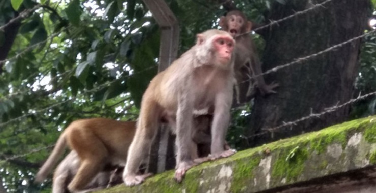 বানরের আস্থা ঢাকা কলেজে