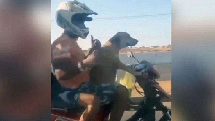 মহাসড়কে কুকুরের বাইক চালানোর ভিডিও ভাইরাল
