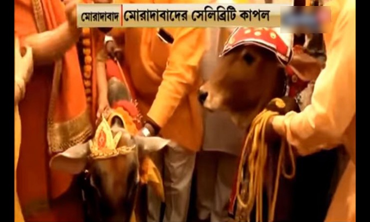 মোরাদাবাদে গরু ও বলদের বিয়ে