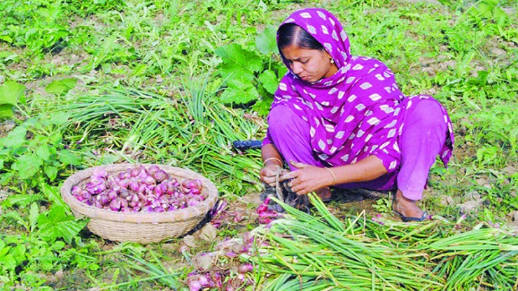 সারা রাত পাহারা দিয়েও রক্ষা হচ্ছে না পেঁয়াজ!