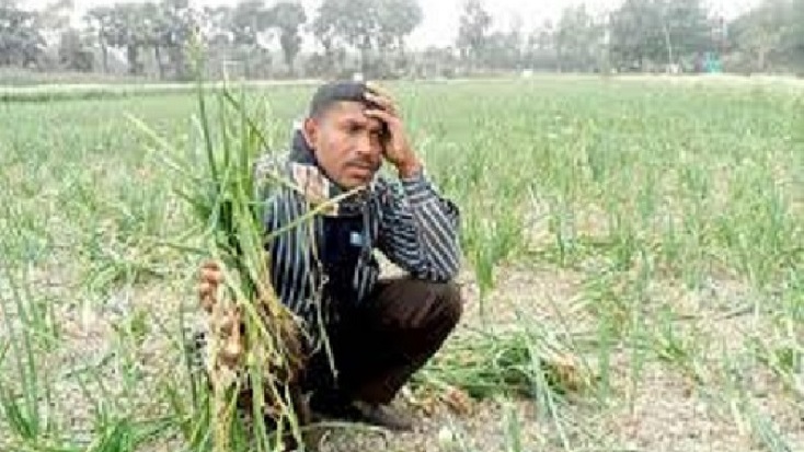 সারারাত পাহারা দিয়েও চুরি হচ্ছে পেঁয়াজ, কৃষকের কান্না!