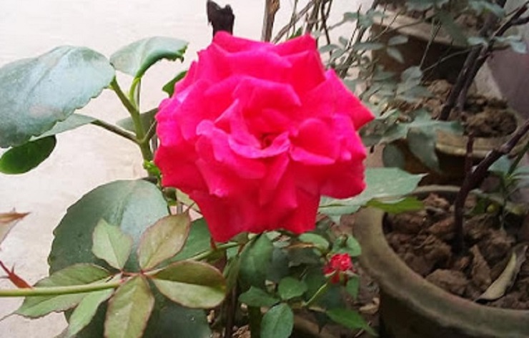 একটি গোলাপের মূল্য ৫০ টাকা