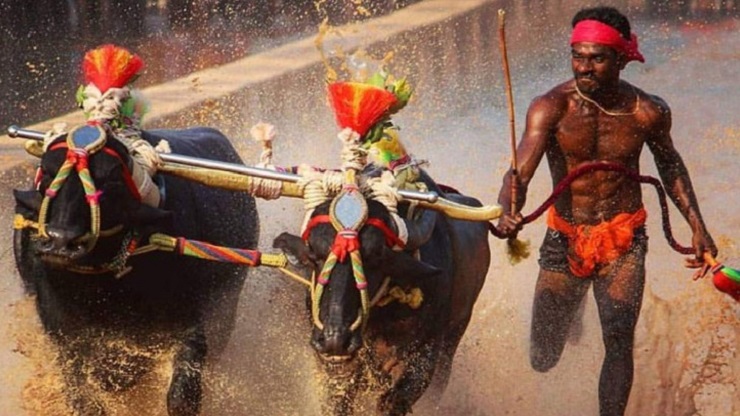 মহিষ নিয়ে দৌড়ে বোল্টের রেকর্ড ভেঙেছেন যুবক!
