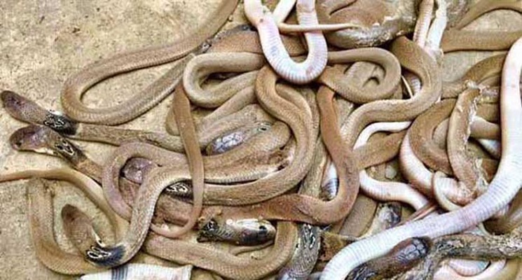 লেকের পাড়ে হঠাৎ জড়ো হয়েছে শতশত সাপ!