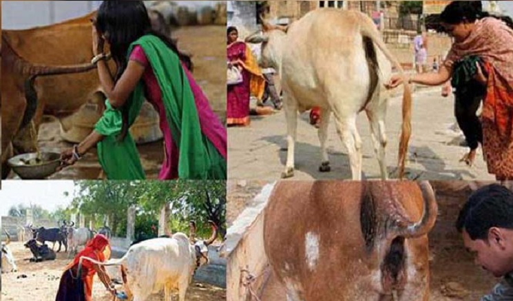 করোনাভাইরাস ধ্বংসে হিন্দু মহাসভার ‘গোমূত্র’ পার্টির আয়োজন