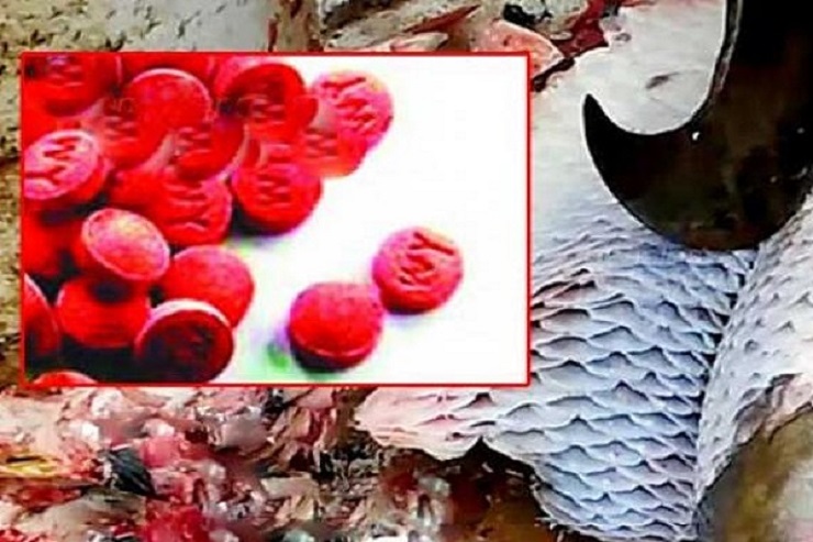 এবার মিললো শৈল মাছের পেটে ইয়াবা