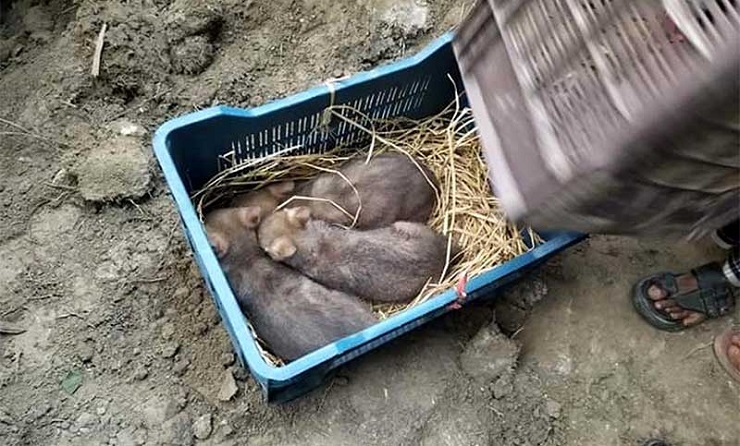 শিয়াল জবাই করে রান্না, জেল-জরিমানা