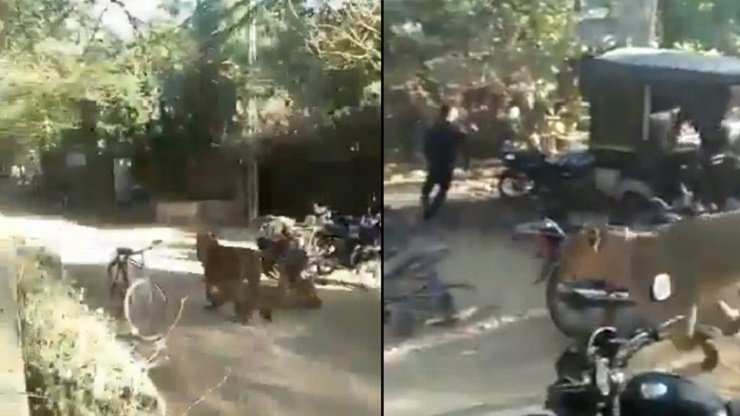 লোকালয়ে ঢুকে পড়ল সিংহ, প্রাণভয়ে ছোটাছুটি মানুষের ভাইরাল ভিডিও দেখুন  