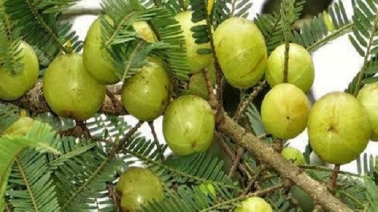 করোনাভাইরাস ঠেকাবে যে ফল