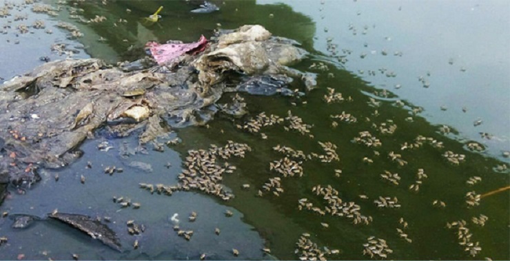 করোনার মাঝে মশা আতঙ্ক