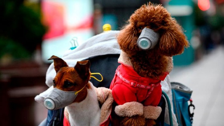 করোনা শনাক্ত করবে কুকুর!