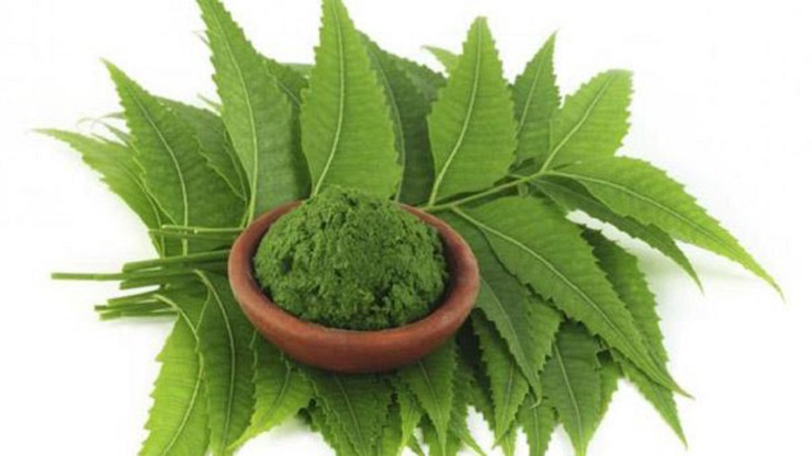 নিমপাতা টকদই সঙ্গে পাতিলেবু: মমতার করোনাবধ দাওয়াই