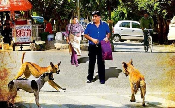 কুকুরে তাড়া করলে কী করবেন