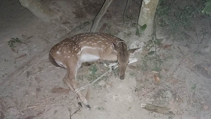 পানির খোঁজে মনপুরায় লোকালয়ে মায়াহরিণ