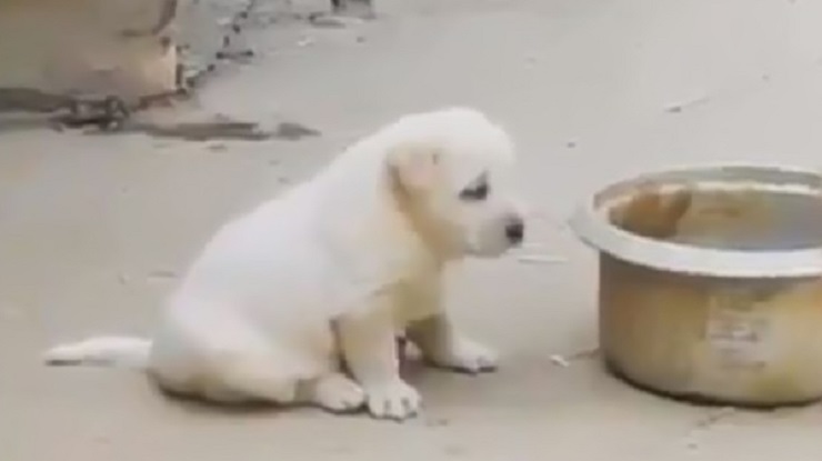 আজব কুকুর, ডাকে মুরগির মতো! (ভিডিওসহ)