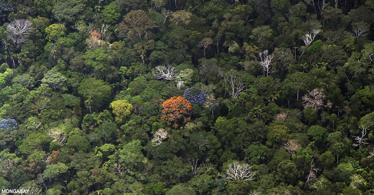 আমাজন বনে মিললো করোনা রোগী