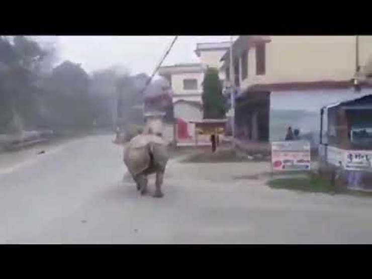 লকডাউনে বাইরে ঘোরাফেরা করায় পথচারীকে তাড়াচ্ছে গণ্ডার!
