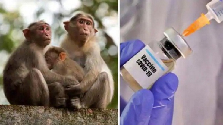 অক্সফোর্ডের করোনার টিকা বানরে কার্যকর